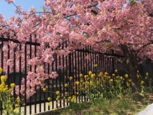 淀水路　菜の花